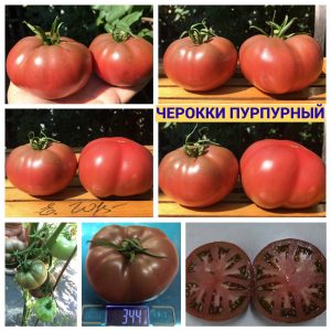 ЧЕРОККИ ПУРПУРНЫЙ