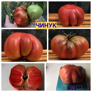 ЧИНУК