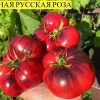 ЧЕРНАЯ РУССКАЯ РОЗА (BLACK RUSSIAN ROSE) - ранний томат с антоцианом, 10 семян 5665 Сорт томатов ЧЕРНАЯ РУССКАЯ РОЗА 5665