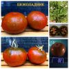 ШОКОЛАДНИК (SHOKOLADNIK) - ранний карликовый томат