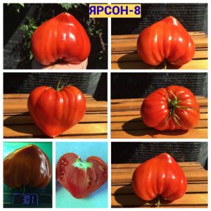 ЯРСОН-8