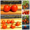 Гном РУБИНОВЫЕ ТАПОЧКИ (RUBY SLIPPERS) - группа карликовых томатов