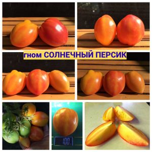 Сорт томата СОЛНЕЧНЫЙ ПЕРСИК