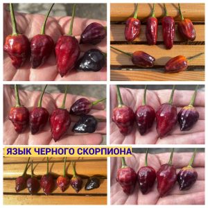 ЯЗЫК ЧЕРНОГО СКОРПИОНА