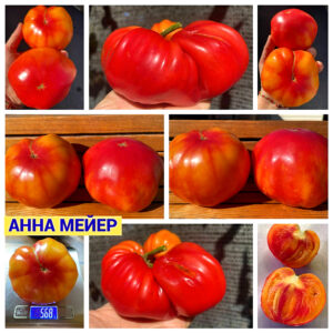 АННА МЕЙЕР