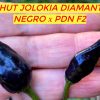 БХУТ ДЖОЛОКИЯ ДИАМАНТ x PDN F2 (BHUT JOLOKIA DIAMANTE NEGRO x PDN F2) - красный перец, острый, антоциан, 5 семян