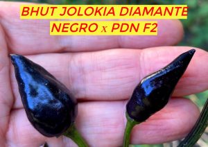БХУТ ДЖОЛОКИЯ ДИАМАНТ x PDN F2 (BHUT JOLOKIA DIAMANTE NEGRO x PDN F2) - красный перец, острый, антоциан, 5 семян