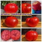 ВЕЛИКАН СЕМЕЙНЫЙ КРАСНЫЙ. Семена томатов купить выгодно можно в нашем магазине.