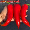 ЗАБОР КРАСНЫЙ (FENCE RED) - высокорослый красный перец 6295
