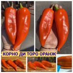 КОРНО ДИ ТОРО (CORNO DI TORO GIALLO) - золотой перец, каппи. КУПИТЬ СЕМЕНА ПЕРЦЕВ