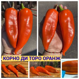 КОРНО ДИ ТОРО (CORNO DI TORO GIALLO) - золотой перец, каппи