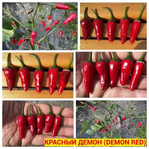 КРАСНЫЙ ДЕМОН