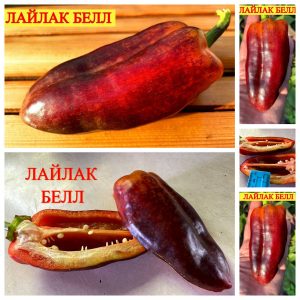 ЛАЙЛАК БЕЛЛ, ЛИЛОВЫЙ ЗВОН (LILAC BELL) - перец пурпурный