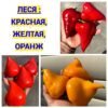 ЛЕСЯ КРАСНАЯ 14492