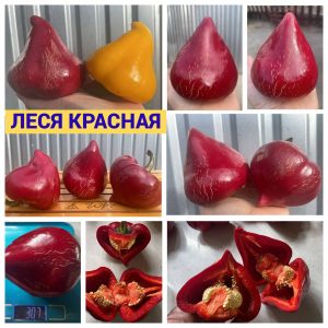 ЛЕСЯ КРАСНАЯ