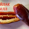 ЛАЙЛАК БЕЛЛ, ЛИЛОВЫЙ ЗВОН (LILAC BELL) - перец пурпурный, конус, 10 семян 6279 ЛАЙЛАК БЕЛЛ, ЛИЛОВЫЙ ЗВОН (LILAC BELL) - перец пурпурный 6279