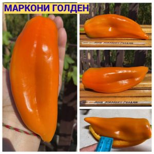 МАРКОНИ ГОЛДЕН (MARCONI GOLDEN) - золотой перец, конус