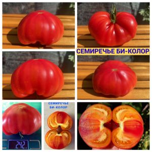 СЕМИРЕЧЬЕ БИКОЛОР