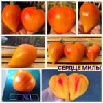 СЕРДЦЕ МИЛЫ (MILA'S HEART) - сладкое утонченное сердце биколор. КАТАЛОГ НАСІННЯ ПОМІДОРІВ. КАТАЛОГ НАСІННЯ ПОМІДОРІВ