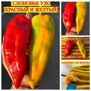СЛОНОВЬЕ УХО ЖЕЛТОЕ (ELEPHANT'S EAR YELLOW) - желтый перец