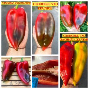 СЛОНОВЬЕ УХО КРАСНОЕ (ELEPHANT'S EAR RED) - красный перец