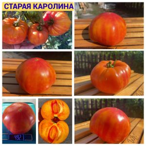 СТАРАЯ КАРОЛИНА (OLD CAROLINA) - яркий оранжевый биколор. САМЫЕ ВКУСНЫЕ СОРТА ПОМИДОР