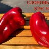 СЛОНОВЬЕ УХО КРАСНОЕ (ELEPHANT'S EAR RED) - красный перец 6357