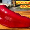 СЛОНОВЬЕ УХО КРАСНОЕ (ELEPHANT'S EAR RED) - красный перец 6358