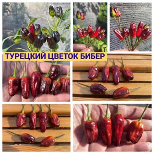 ТУРЕЦКИЙ ЦВЕТОК БИБЕР