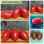 ЧЕРНОБРИВЦЫ. КАТАЛОГ СОРТОВ ТОМАТОВ НАЙТИ