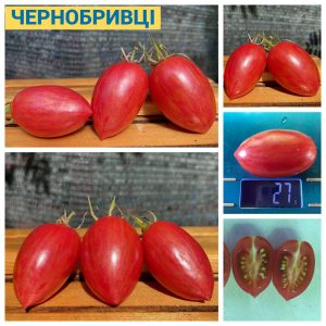 ЧЕРНОБРИВЦЫ