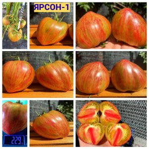 ЯРСОН-1