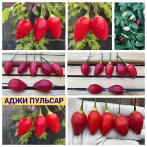 АДЖИ ПУЛЬСАР