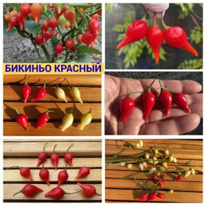 БИКИНЬО КРАСНЫЙ