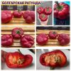 РОТУНДА БОЛГАРСКАЯ КРАСНАЯ (RОTUNDA BULGARIAN RED) - красный перец, ротунда