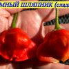 БЕЗУМНЫЙ ШЛЯПНИК (MAD HATTER) - уникальный экзотический сладкий перец, 5 семян 6757 БЕЗУМНЫЙ ШЛЯПНИК (MAD HATTER) - экзотический сладкий перец 6757