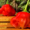 БЕЗУМНЫЙ ШЛЯПНИК (MAD HATTER) - уникальный экзотический сладкий перец, 5 семян 6758 БЕЗУМНЫЙ ШЛЯПНИК (MAD HATTER) - экзотический сладкий перец 6758
