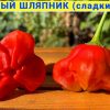 БЕЗУМНЫЙ ШЛЯПНИК (MAD HATTER) - уникальный экзотический сладкий перец, 5 семян 6759 БЕЗУМНЫЙ ШЛЯПНИК (MAD HATTER) - экзотический сладкий перец 6759