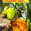 БЕЗУМНЫЙ ШЛЯПНИК (MAD HATTER) - уникальный экзотический сладкий перец, 5 семян 6755 БЕЗУМНЫЙ ШЛЯПНИК (MAD HATTER) - экзотический сладкий перец 6755