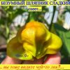 БЕЗУМНЫЙ ШЛЯПНИК (MAD HATTER) - уникальный экзотический сладкий перец, 5 семян 6760 БЕЗУМНЫЙ ШЛЯПНИК (MAD HATTER) - экзотический сладкий перец 6760