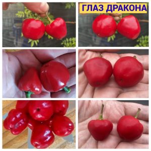 ГЛАЗ ДРАКОНА