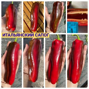 ИТАЛЬЯНСКИЙ САПОГ (ITALIAN BOOT) - красный перец, каппи