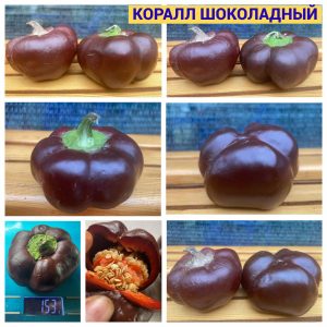 КОРАЛЛ ШОКОЛАДНЫЙ
