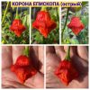 КОРОНА ЕПИСКОПА (BISHOP'S CROWN) - красный перец, острый