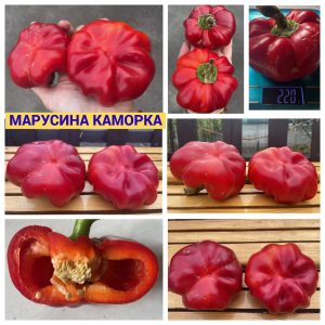 МАРУСИНА КАМОРКА