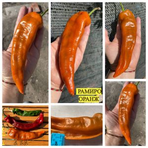 РАМИРО ОРАНЖ (RAMIRO ORANGE) - среднеспелый сорт