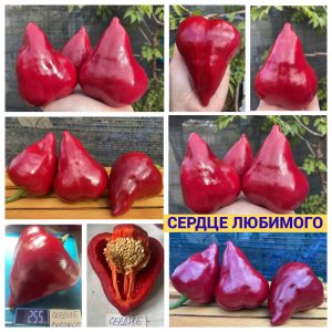 СЕРДЦЕ ЛЮБИМОГО