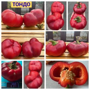 ТОНДО
