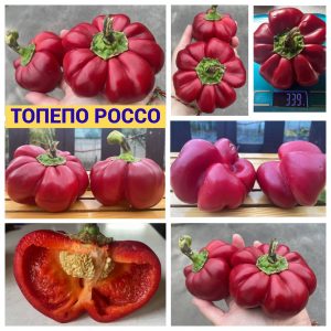 ТОПЕПО РОССО