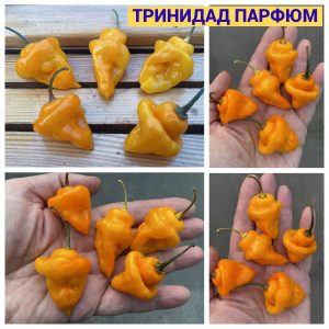ТРИНИДАД ПАРФЮМ